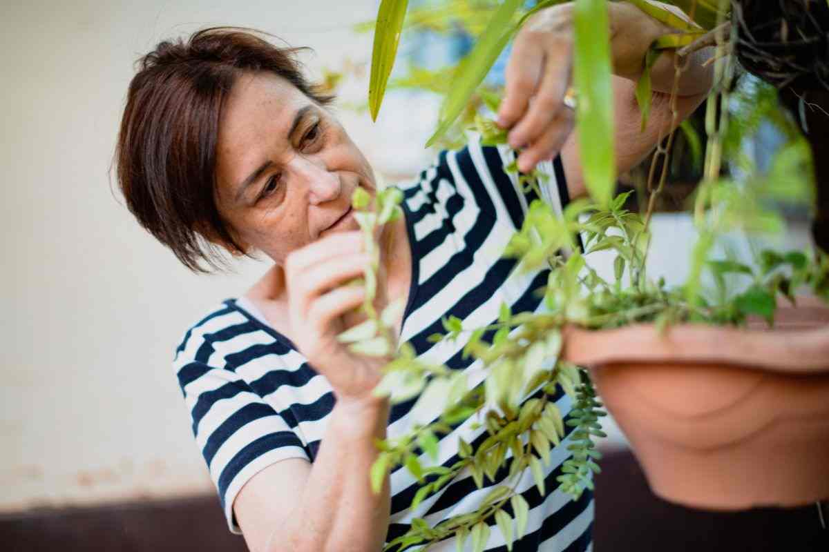 5 consigli recuperare piante danneggiate da fuochi Capodanno