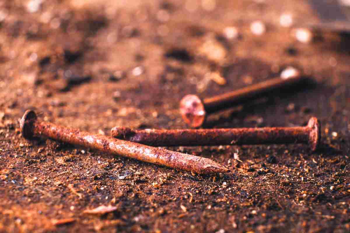 con il chiodo arrugginito piante rigogliose