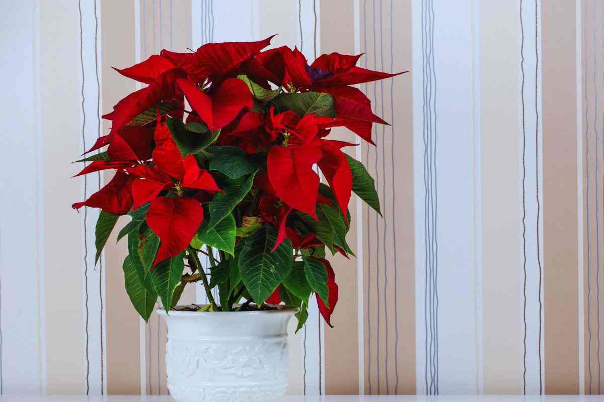 cura della stella di natale