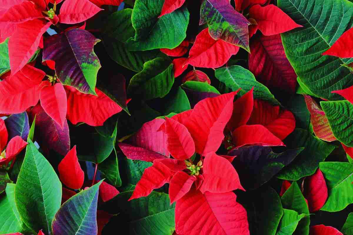 Stella di Natale: come curarla al meglio