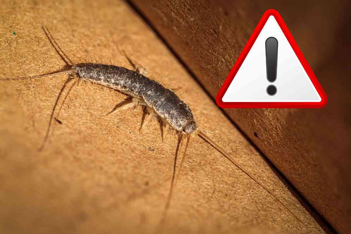 pesciolino d'argento come eliminarli