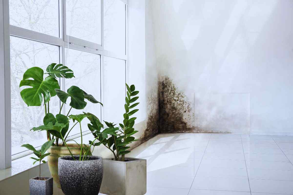 pante contro la muffa